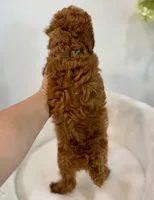 Dark brown male, a male Poodle - Toy  for sale in Spartanburg, SC – 2 of 4