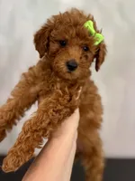 Rosie, a female Poodle - Toy  and Poodle - Miniature  for sale in Spartanburg, SC – Photo 2 of 4