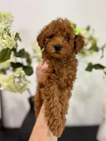 Rosie, a female Poodle - Toy  and Poodle - Miniature  for sale in Spartanburg, SC – Photo 4 of 4