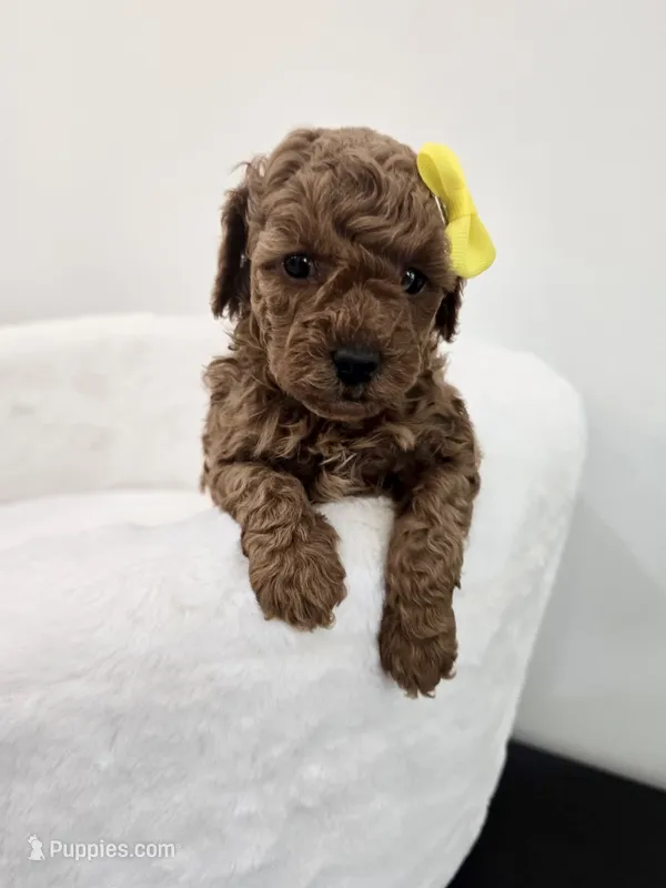 Yellow tiny female  – Poodle - Toy  puppy for sale in Spartanburg, SC