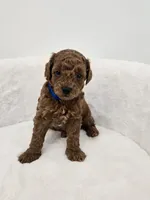Lola’s Blue male , a male Poodle - Toy  for sale in Spartanburg, SC – 2 of 4