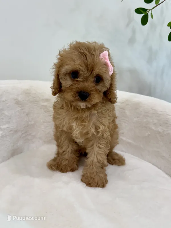 Bella-tiny Cavapoo – Cavalier King Charles Spaniel, Poodle - Toy  puppy for sale in Spartanburg, SC