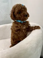 Blue female, a female Poodle - Toy  for sale in Spartanburg, SC – 3 of 7