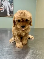 Bella-tiny Cavapoo, a female Cavalier King Charles Spaniel and Poodle - Toy  for sale in Spartanburg, SC – 6 of 6