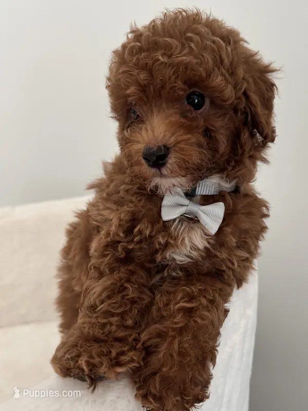 Grey male – Poodle - Toy  puppy for sale in Spartanburg, SC