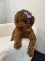 Princess, a female Poodle - Toy  for sale in Spartanburg, SC – 3 of 4