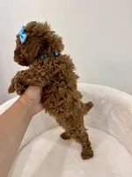 Blue female, a female Poodle - Toy  for sale in Spartanburg, SC – 7 of 7