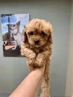 Bella-tiny Cavapoo, a female Cavalier King Charles Spaniel and Poodle - Toy  for sale in Spartanburg, SC – 3 of 6