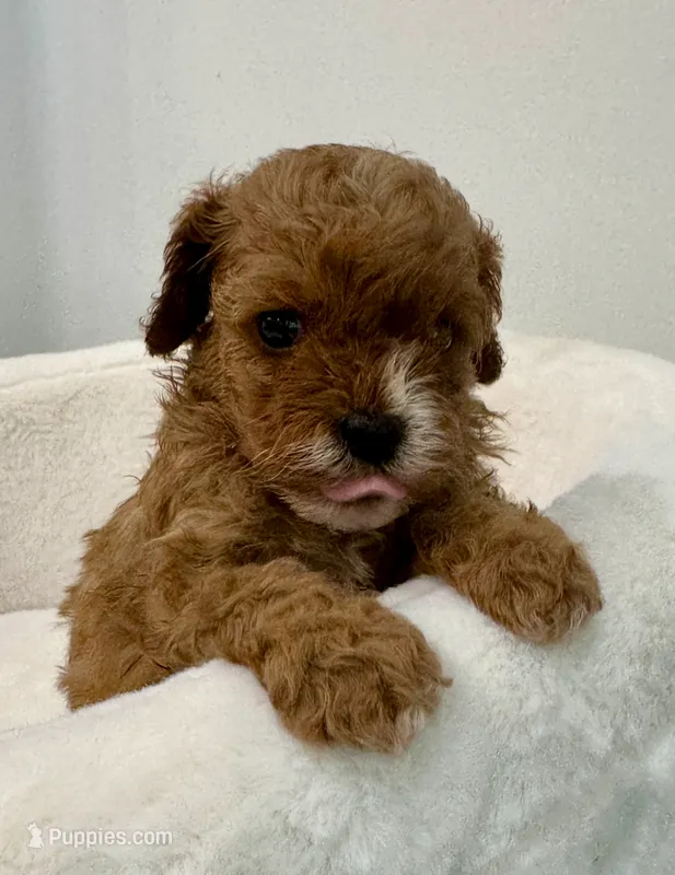 Leo-tiny Cavapoo – Cavalier King Charles Spaniel, Poodle - Toy  puppy for sale in Spartanburg, SC