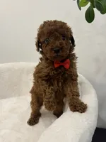 Red male, a male Poodle - Toy  for sale in Spartanburg, SC – 1 of 6