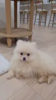 Rafin , a male Pomeranian for sale in Spartanburg, SC – 2 of 3