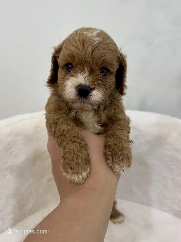 Teddy Cavapoo – Cavapoo, Poodle - Toy  puppy for sale in Spartanburg, SC