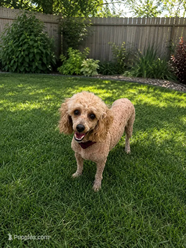 Stella – Poodle - Miniature  puppy for sale in Spartanburg, SC
