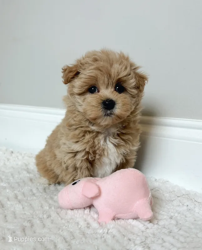 Bella  – Maltipoo puppy for sale in Spartanburg, SC