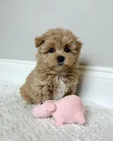 Bella , a female Maltipoo for sale in Spartanburg, SC – 1 of 3