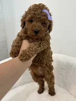 Purple female, a female Poodle - Toy  for sale in Spartanburg, SC – 4 of 5