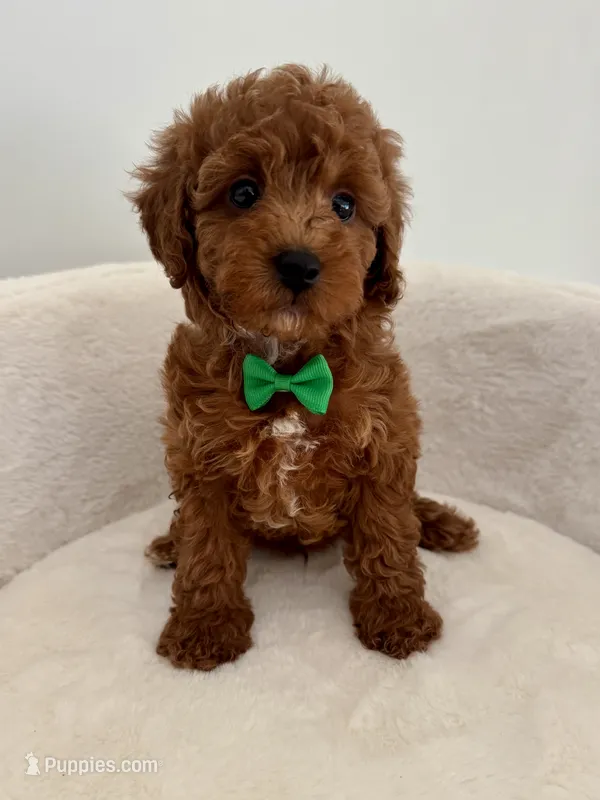 Green male – Poodle - Toy  puppy for sale in Spartanburg, SC