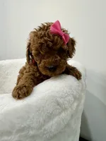 Pink , a female Poodle - Toy  for sale in Spartanburg, SC – Photo 3 of 7