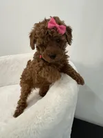 Pink , a female Poodle - Toy  for sale in Spartanburg, SC – Photo 2 of 7