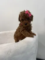 Pink , a female Poodle - Toy  for sale in Spartanburg, SC – Photo 7 of 7