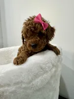 Pink , a female Poodle - Toy  for sale in Spartanburg, SC – Photo 4 of 7