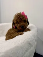 Pink , a female Poodle - Toy  for sale in Spartanburg, SC – Photo 6 of 7