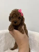 Pink , a female Poodle - Toy  for sale in Spartanburg, SC – Photo 5 of 7
