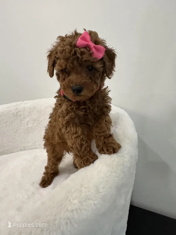 Pink  – Poodle - Toy  puppy for sale in Spartanburg, SC