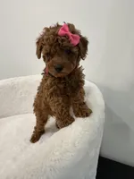 Pink , a female Poodle - Toy  for sale in Spartanburg, SC – Photo 1 of 7