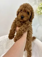 Black male , a male Poodle - Toy  for sale in Spartanburg, SC – 4 of 6