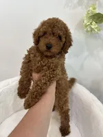 Black male , a male Poodle - Toy  for sale in Spartanburg, SC – 3 of 6