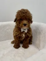Grey male, a male Poodle - Toy  for sale in Spartanburg, SC – 3 of 7