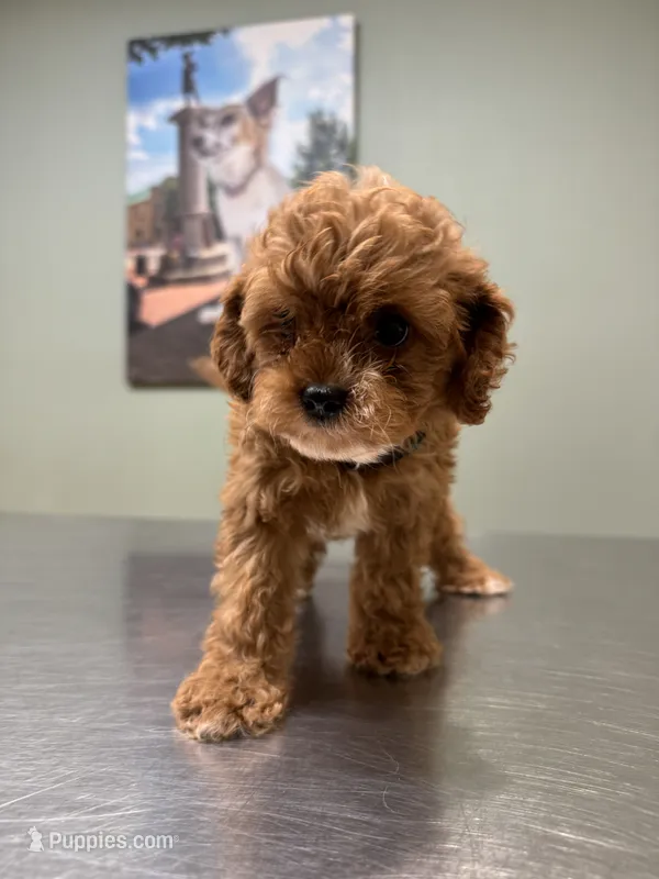 Leo-tiny Cavapoo – Cavalier King Charles Spaniel, Poodle - Toy  puppy for sale in Spartanburg, SC