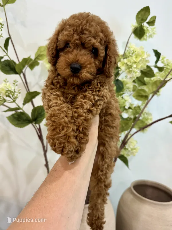 Black male  – Poodle - Toy  puppy for sale in Spartanburg, SC