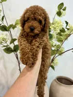 Black male , a male Poodle - Toy  for sale in Spartanburg, SC – 1 of 6