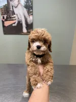 Teddy- tiny cavapoo, a male Cavapoo for sale in Spartanburg, SC – 1 of 6