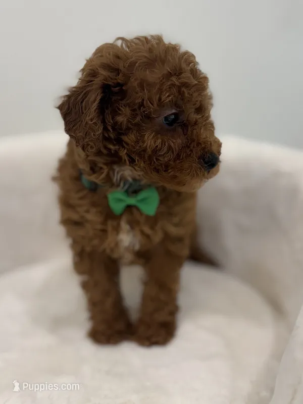 Green male – Poodle - Toy  puppy for sale in Spartanburg, SC