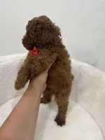 Red male, a male Poodle - Toy  for sale in Spartanburg, SC – 4 of 6