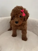 Pink female, a female Poodle - Toy  for sale in Spartanburg, SC – 4 of 4
