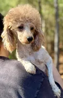 Stella, a female Poodle - Miniature  for sale in Spartanburg, SC – 3 of 3