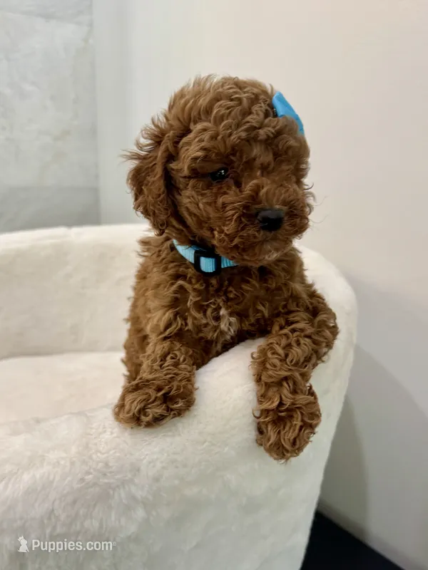 Blue female – Poodle - Toy  puppy for sale in Spartanburg, SC