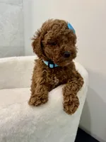 Blue female, a female Poodle - Toy  for sale in Spartanburg, SC – 1 of 7