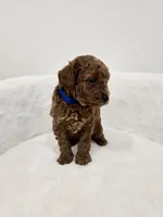 Lola’s Blue male , a male Poodle - Toy  for sale in Spartanburg, SC – 3 of 4