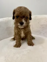 Leo-Cavapoo, a male Cavalier King Charles Spaniel and Poodle - Toy  for sale in Spartanburg, SC – 3 of 5