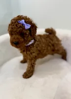 Princess, a female Poodle - Toy  for sale in Spartanburg, SC – 4 of 4