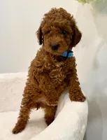 Blue dark male, a male Poodle - Toy  for sale in Spartanburg, SC – 3 of 3