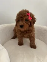 Pink female, a female Poodle - Toy  for sale in Spartanburg, SC – 2 of 4