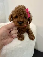 Pink tiny, a female Poodle - Toy  for sale in Spartanburg, SC – 5 of 5