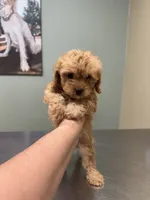Bella-tiny Cavapoo, a female Cavalier King Charles Spaniel and Poodle - Toy  for sale in Spartanburg, SC – 2 of 6