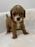 Teddy Cavapoo, a male Cavapoo and Poodle - Toy  for sale in Spartanburg, SC – 2 of 5